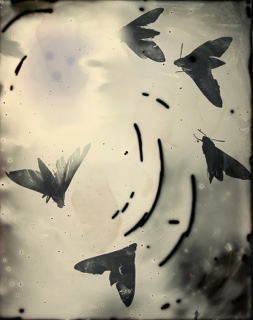 katie Kalkstein-untitled-moths circling on field of light #8